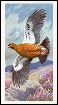 31 Red Grouse